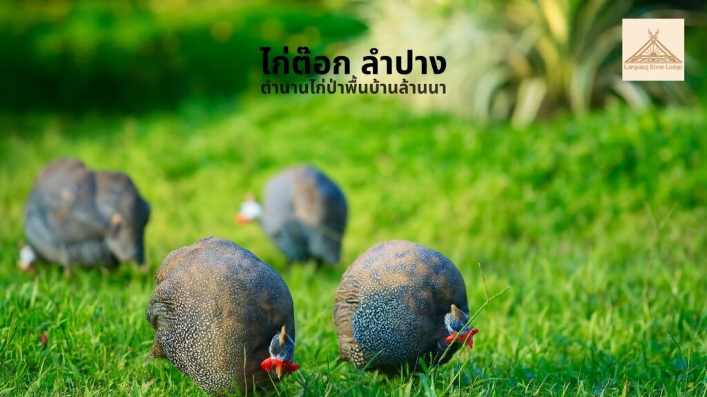 ไก่ต๊อก ลำปาง