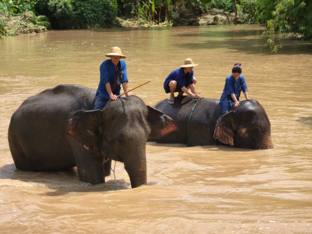 Thai Elephant Conservation Center Lampang